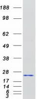 Human DAT1 / LMO3 Protein (Recombinant Myc-DDK (Flag))