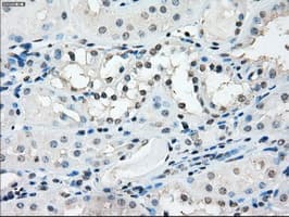 Monoclonal Mouse anti-Human TMEM100 Antibody (clone OTI10G3, IHC, IF, WB)
