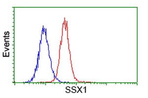 SSX1 Antibody (clone OTI2D12)