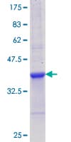 Human IL12A / p35 Protein (Recombinant GST, N-terminus)