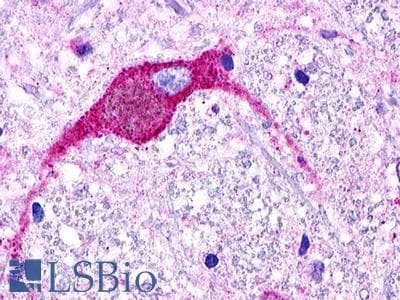PathPlus™ GPR174 Antibody (Extracellular Domain)