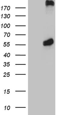 PSMC3 Antibody (aa353-438, clone OTI8D2)
