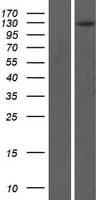 Human MMRN2 / Emilin 3 / EndoGlyx-1 Protein (Over-Expression Lysate Myc-DDK (Flag))