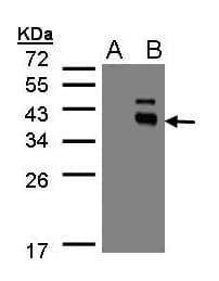 PPM1K Antibody (aa1-364)