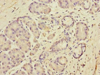 DUOX Antibody