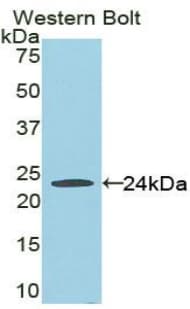 FADD Antibody (aa7-178)