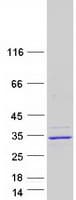 Human MBD3L3 Protein (Recombinant Myc-DDK (Flag))