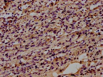 CD14 Antibody