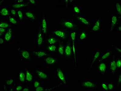 HIST1H3A Antibody