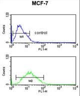 Polyclonal Rabbit anti-Human FKBP4 / FKBP52 Antibody (aa186-216, IHC, WB)