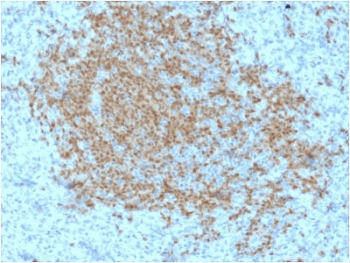 POU2AF1 / BOB1 Antibody (clone BOB1/2423)