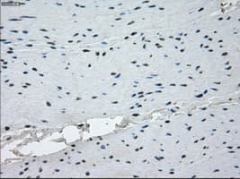 KDM4C / JMJD2C Antibody (clone OTI8A1)