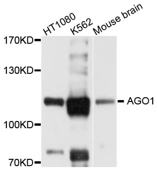 IHC-plus™ Polyclonal Rabbit anti-Human AGO1 / EIF2C Antibody (IHC, WB)