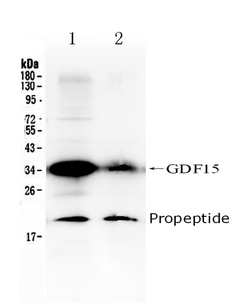 GDF15 Antibody