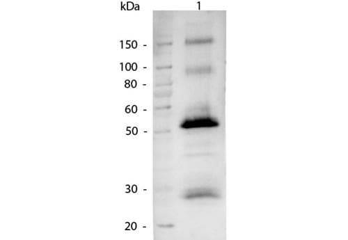Goat Anti-Human IgG Secondary Antibody (AP)