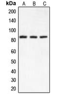 CHUK / IKKA / IKK Alpha Antibody (N-Terminus)