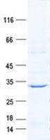 Human MIS18A / B28 Protein (Recombinant His, N-Terminal)