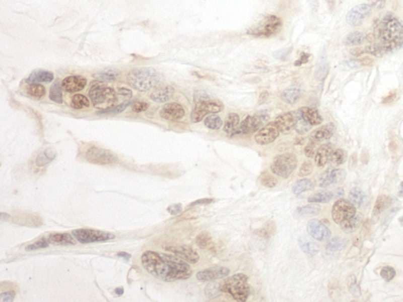ARID3B Antibody (aa511-561)
