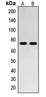 SENP1 Antibody (N-Terminus)
