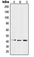 Polyclonal Rabbit anti-Human SIPR3 / EDG3 / S1P3 Antibody (N-Terminus, WB)