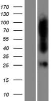 FAHD1 Protein (Over-Expression Lysate Myc-DDK (Flag))
