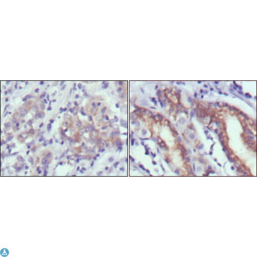 Monoclonal Mouse anti-Human CER1 Antibody (IHC, WB)