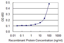 EIF5A Antibody (clone 8C1)