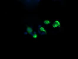 RAB37 Antibody (clone OTI2B12, Carrier-free)