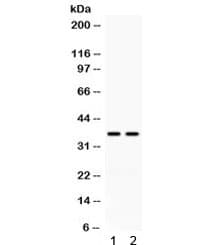 CD58 Antibody