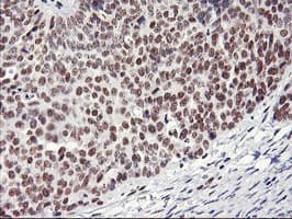 RNF113B Antibody (clone OTI1B10)
