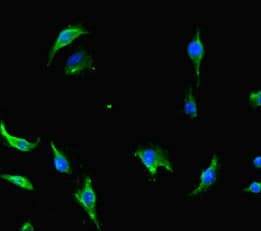 NOT1 / CNOT1 Antibody