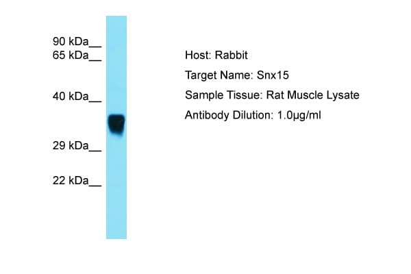 SNX15 Antibody (C-Terminus)