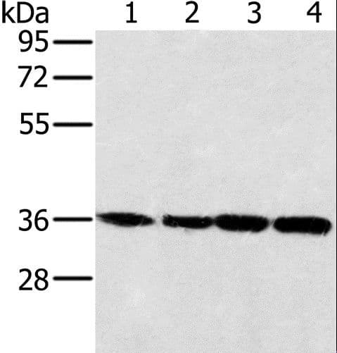 MRPL39 Antibody