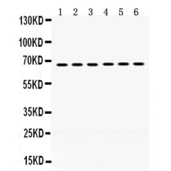 EnvR / ERV3 Antibody (aa575-604)