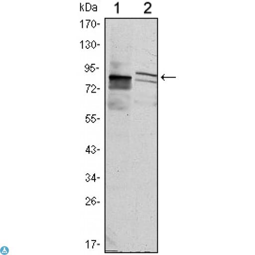 KLHL11 Antibody