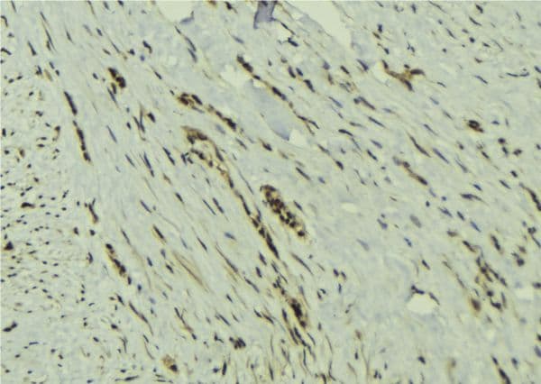 MAD2B / REV7 Antibody