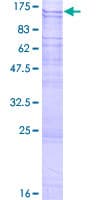 Human NLRP11 Protein (Recombinant GST)