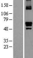 ITPRIP Protein (Over-Expression Lysate Myc-DDK (Flag))