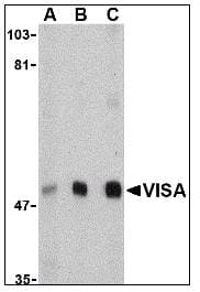IHC-plus™ VISA / MAVS Antibody