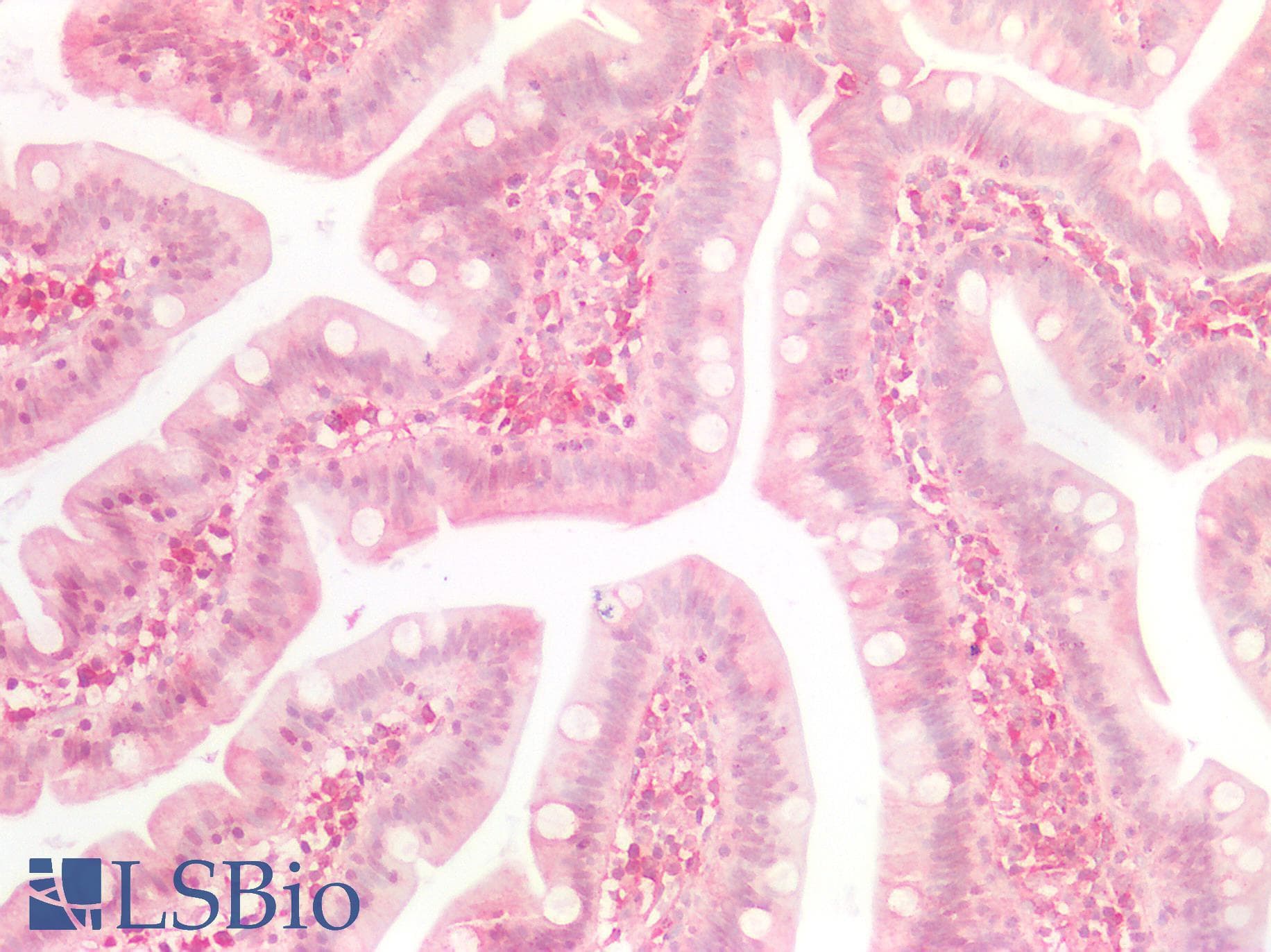 IHC-plus™ BMP8B Antibody (aa253-302)