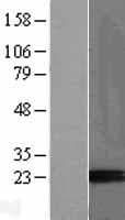 PAEP / Glycodelin / GdF Protein (Over-Expression Lysate Myc-DDK (Flag))