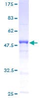 Human GAJ / MND1 Protein (Recombinant GST)