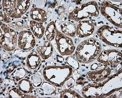NPR3 Antibody (clone OTI2C2, Carrier-free)