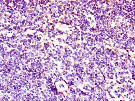 LEF1 Antibody