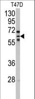 CYP2C8 Antibody (aa74-105)