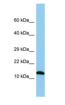 SPA17 / Sperm Protein 17 Antibody (aa41-90)