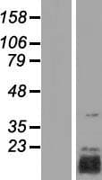 TRIAP1 Protein (Over-Expression Lysate Myc-DDK (Flag))