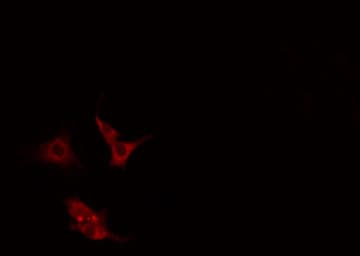 SLC9A7 Antibody