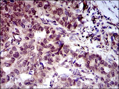 NCLN Antibody (aa249-405, clone 9C8G10)