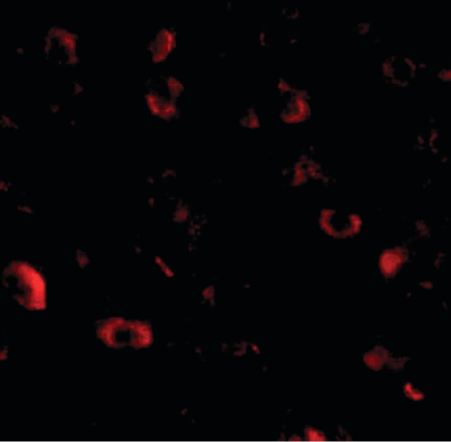 IHC-plus™ Polyclonal Rabbit anti-Human CADPS Antibody (IHC, IF, WB)